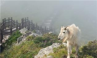 太白山景區(qū)發(fā)現(xiàn)國(guó)家一級(jí)保護(hù)動(dòng)物羚牛