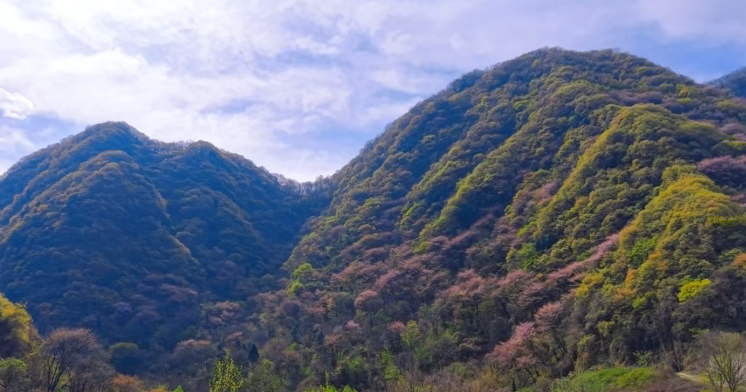 太白山紫荊含笑迎春到，賞花踏青健身心！太白山歡迎您